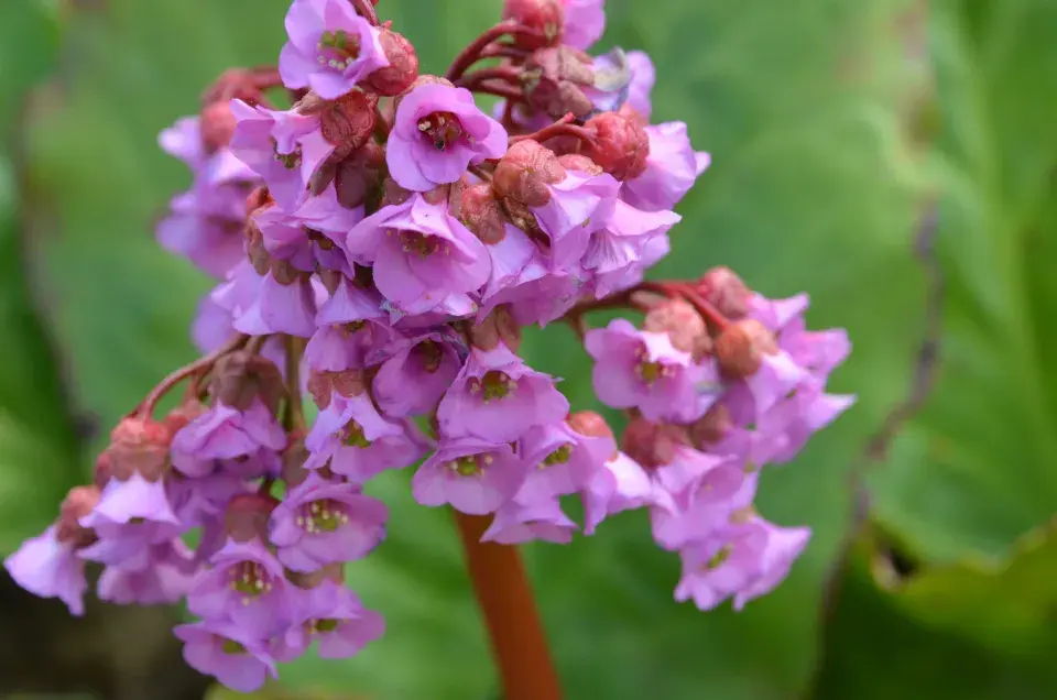 Bergénie květenství