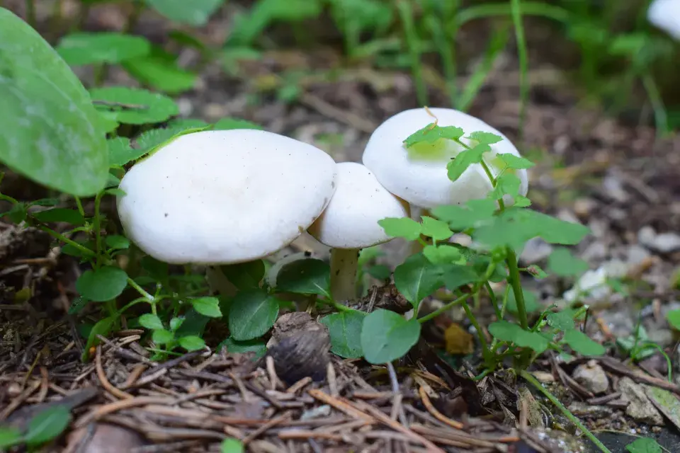 Žampion zápašný neboli pečárka zápašná (Agaricus xanthodermus)