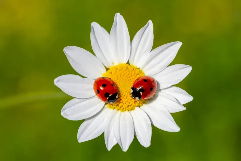 Slunéčko sedmitečné je velkým pomocníkem proti savému hmyzu na vaší zahradě