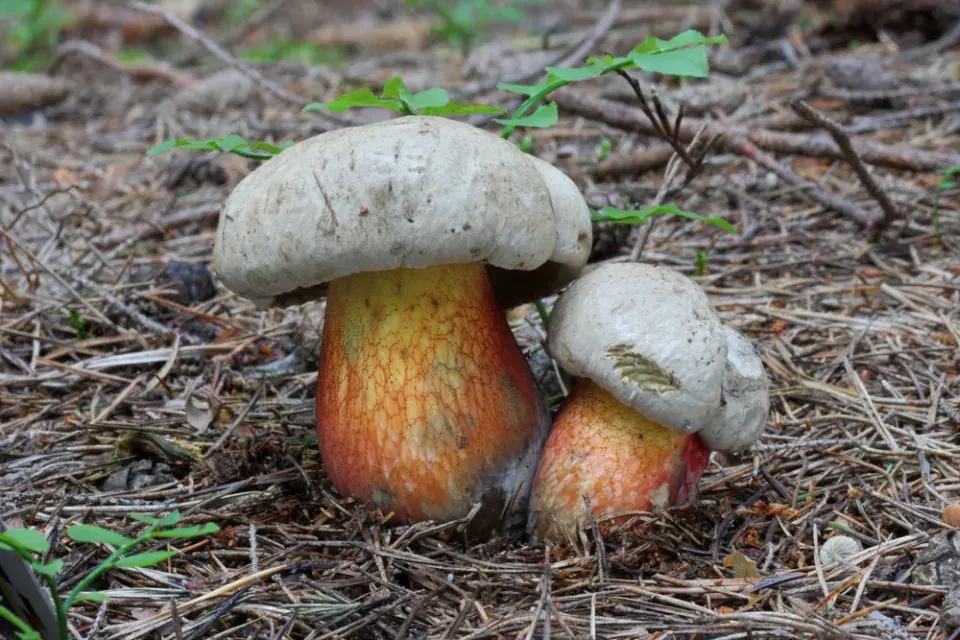 Hřib kříšť (Caloboletus calopus)