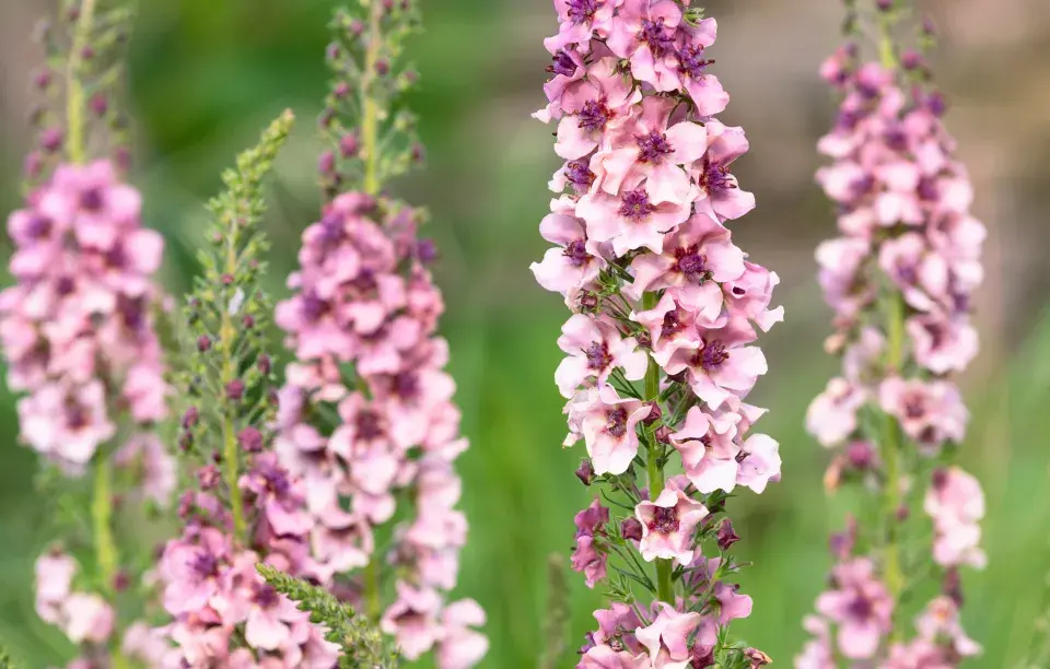 Divizna brunátná (Verbascum phoeniceum)
