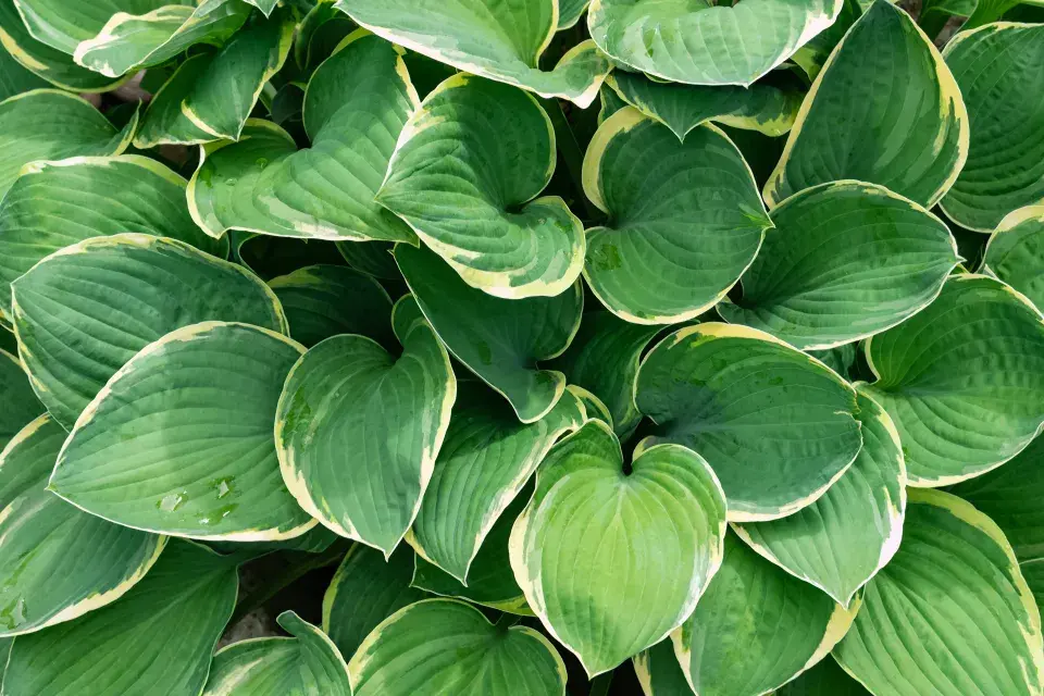 hosta