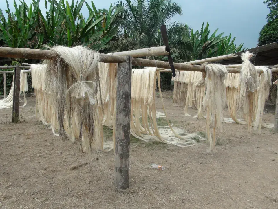 Rostliny se pěstují na výrobu přírodních vláken, ze kterých se vyrábí textilie pro naše oblečení