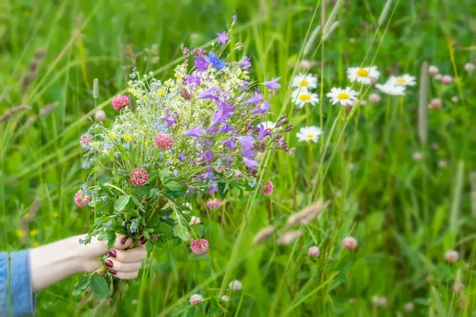 svatojánské byliny