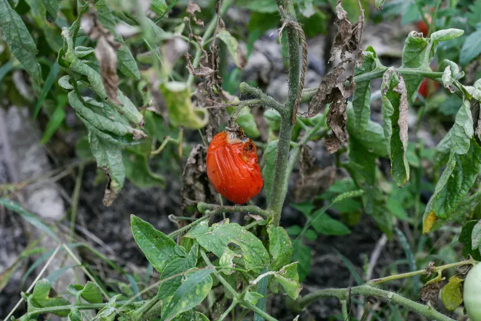 Kroucení listů u rajčat