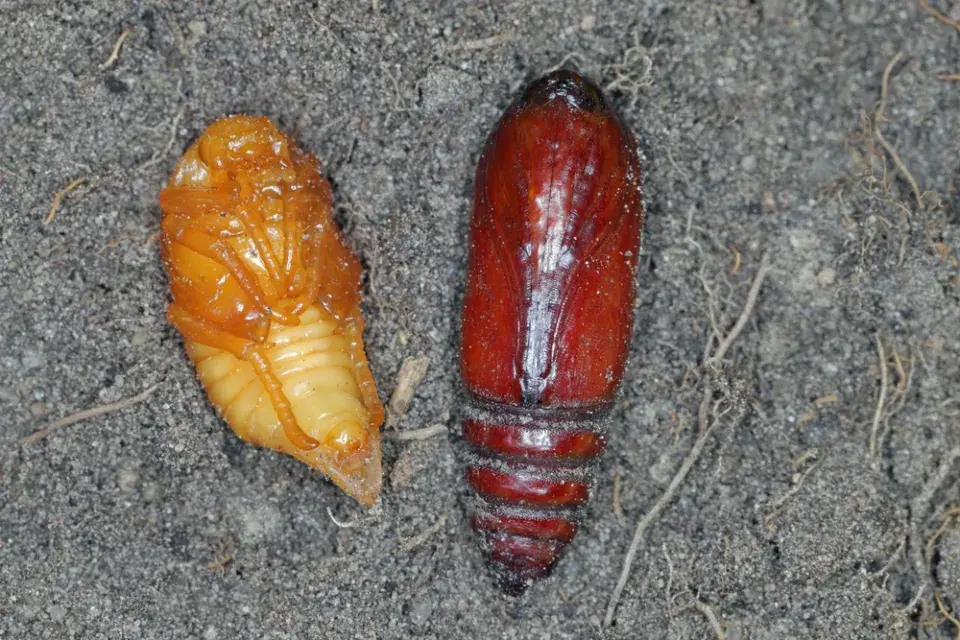 Chroustek letní (Amphimallon solstitiale)