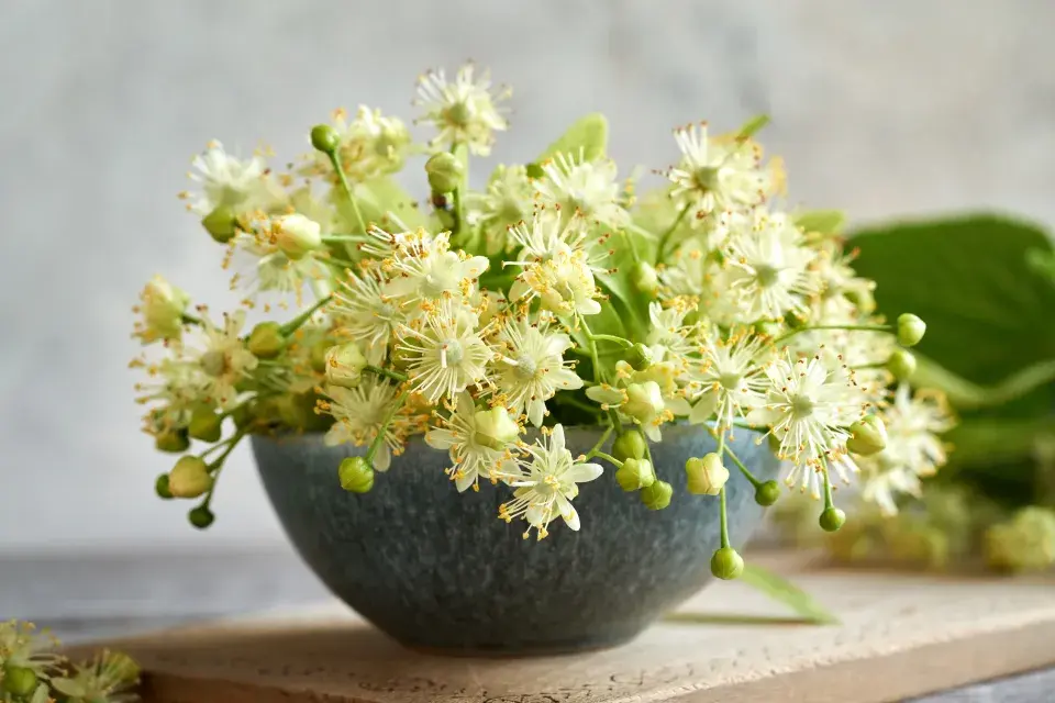 Květy lípy mají blahodárné účinky na naše zdraví