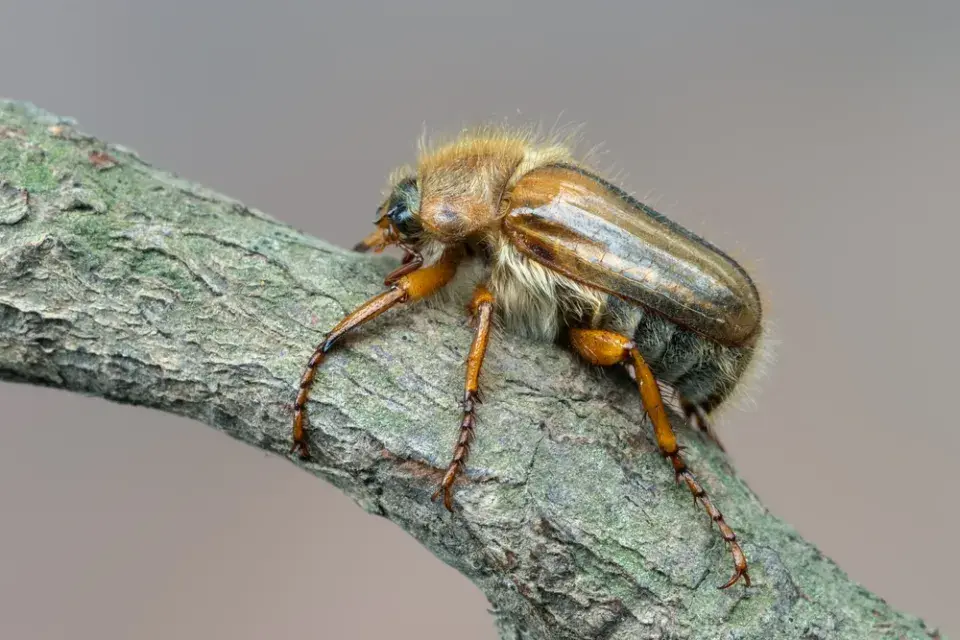 Chroustek letní (Amphimallon solstitiale)