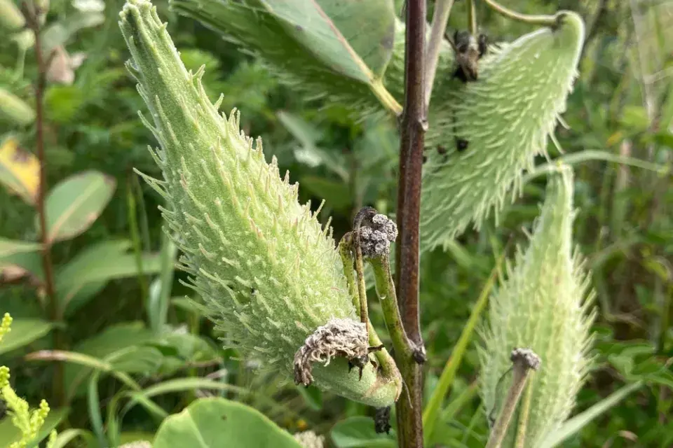 Klejicha hedvábná (Asclepias syriaca)