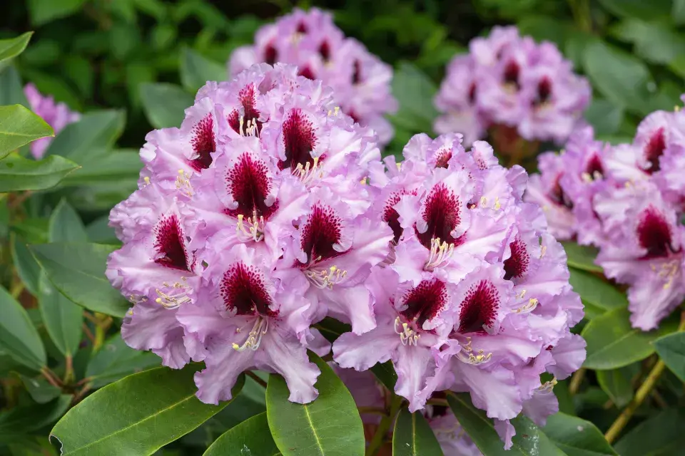 rododendron yakushimanum hybridy
