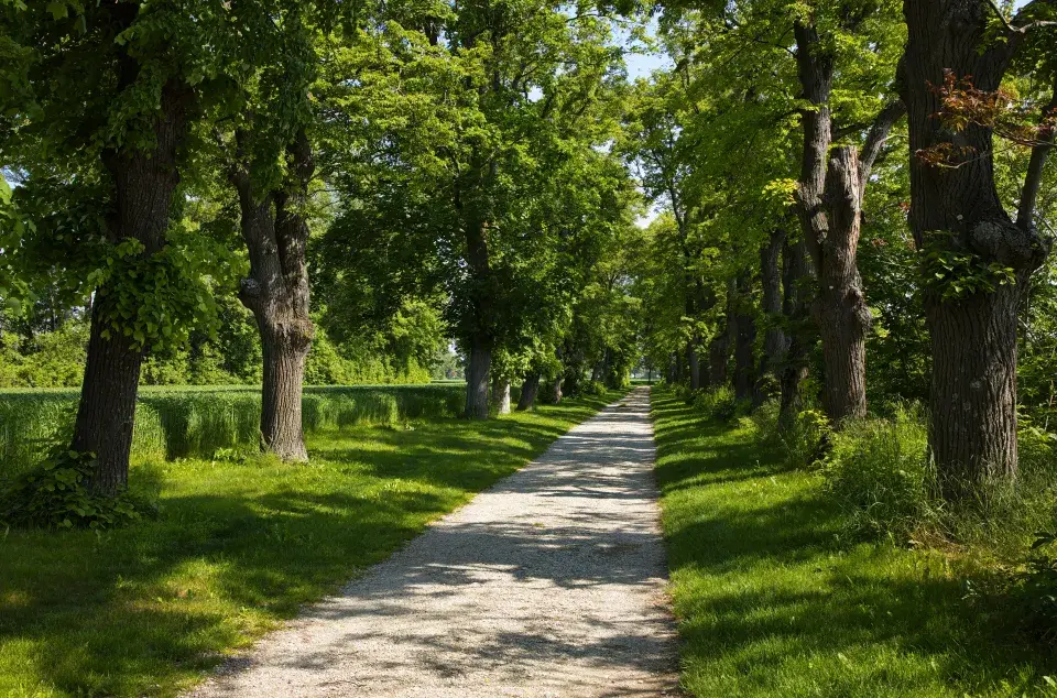 Květy lípy mají blahodárné účinky na naše zdraví
