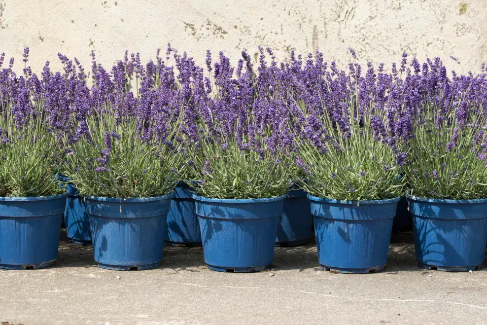 Množení levandule je jednoduché
