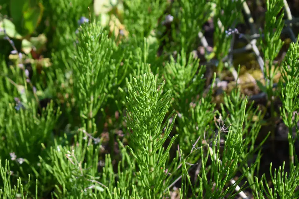 Padlí na vinné révě ohrožuje úrodu