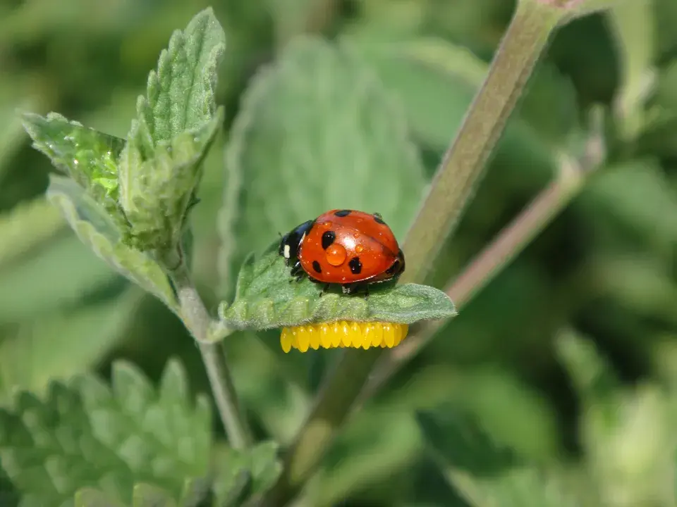 Slunéčko sedmitečné je velkým pomocníkem proti savému hmyzu na vaší zahradě