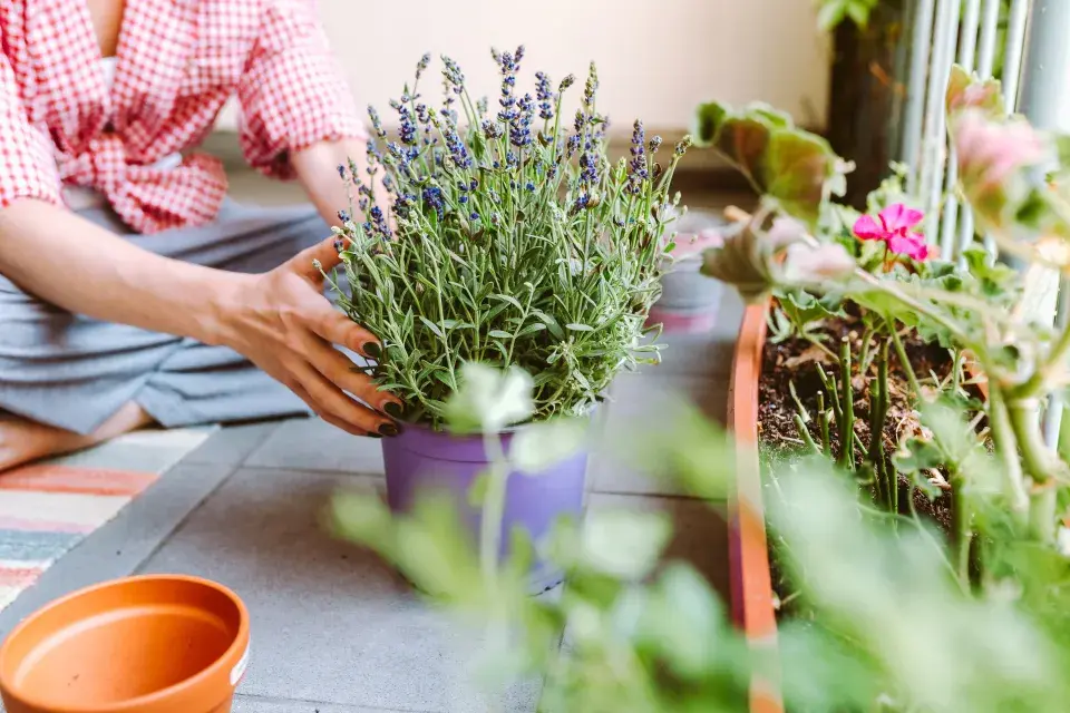 Množení levandule je jednoduché