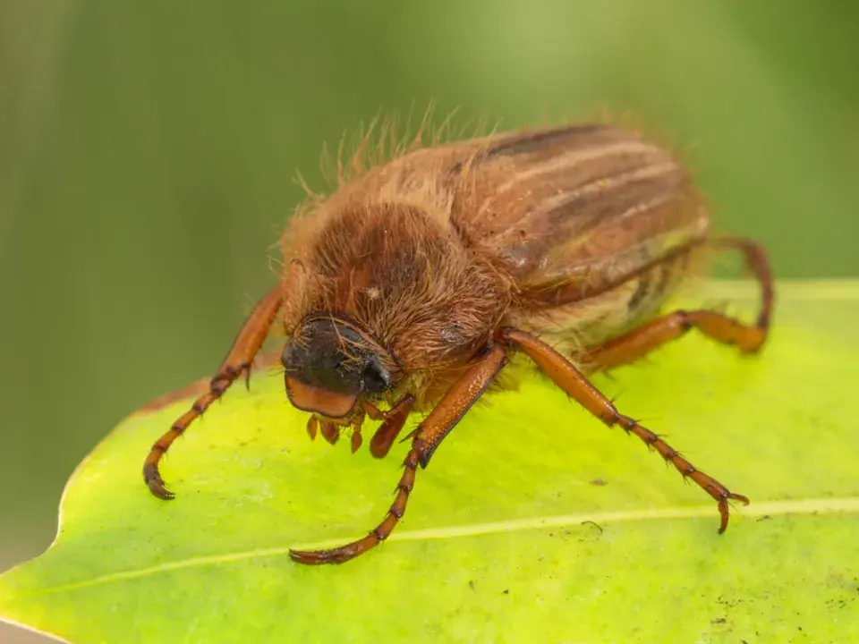 Chroustek letní (Amphimallon solstitiale)
