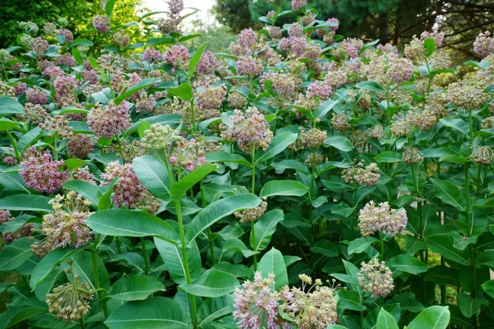 Klejicha hedvábná (Asclepias syriaca)