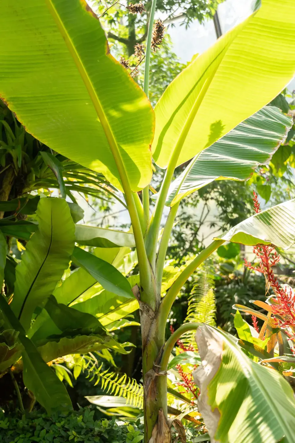 Rostliny se pěstují na výrobu přírodních vláken, ze kterých se vyrábí textilie pro naše oblečení