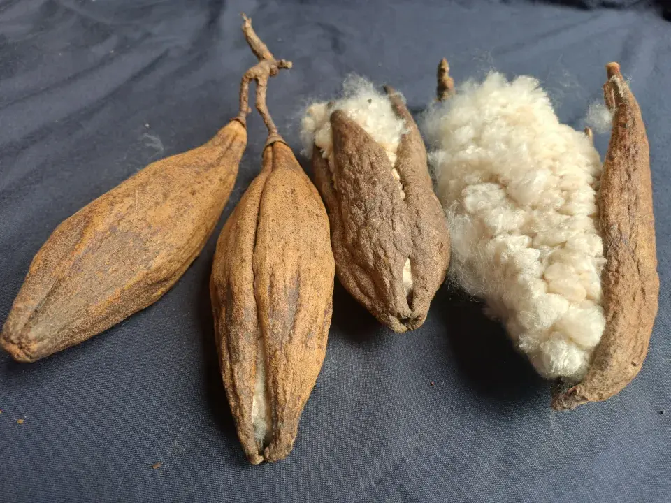 Rostliny se pěstují na výrobu přírodních vláken, ze kterých se vyrábí textilie pro naše oblečení