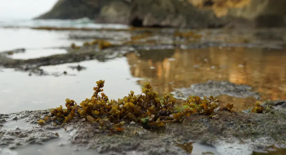 Rostliny se pěstují na výrobu přírodních vláken, ze kterých se vyrábí textilie pro naše oblečení