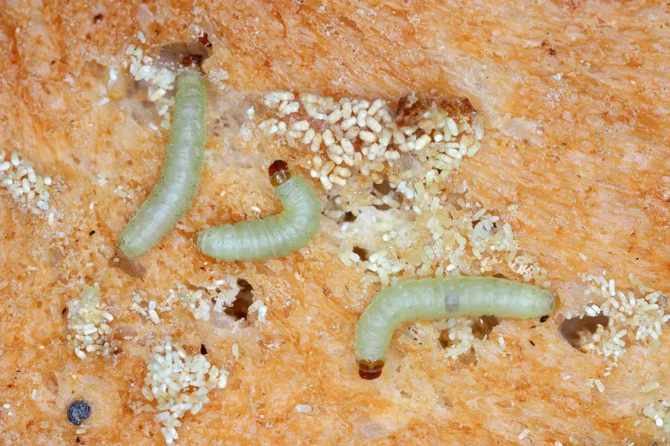 Likvidace potravinových molů musí proběhnout rychle