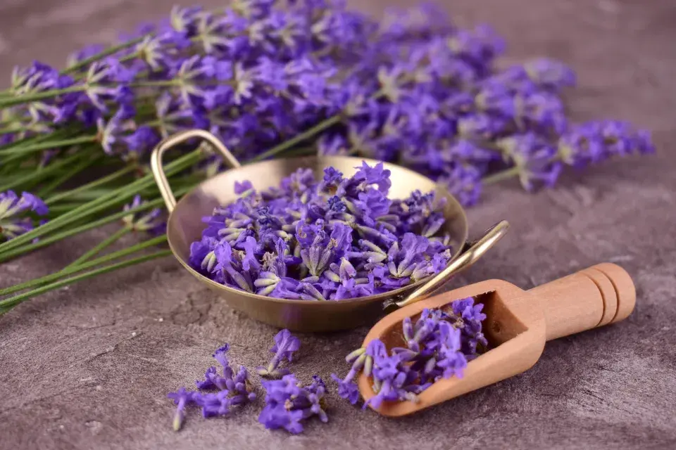Levandule je léčivá
