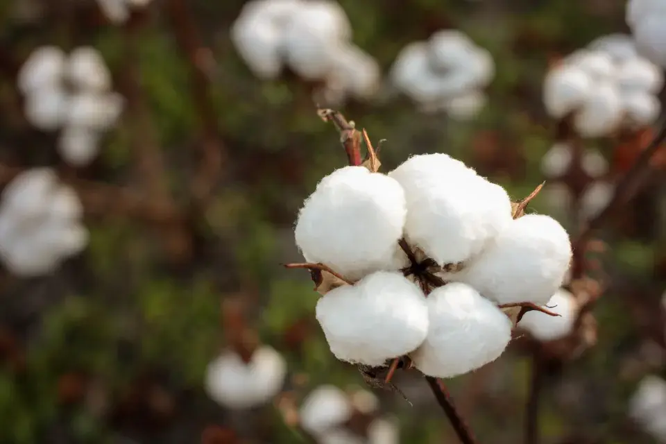 Rostliny se pěstují na výrobu přírodních vláken, ze kterých se vyrábí textilie pro naše oblečení