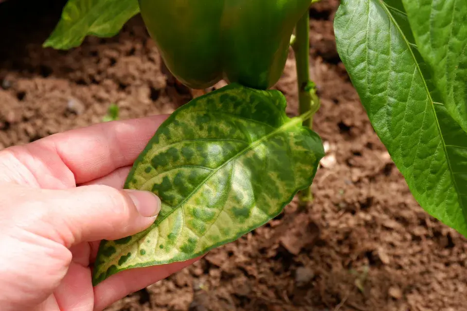 Virové onemocnění mozaika je způsobeno virem mozaiky okurky (Cucumber mosaic virus - CMV).