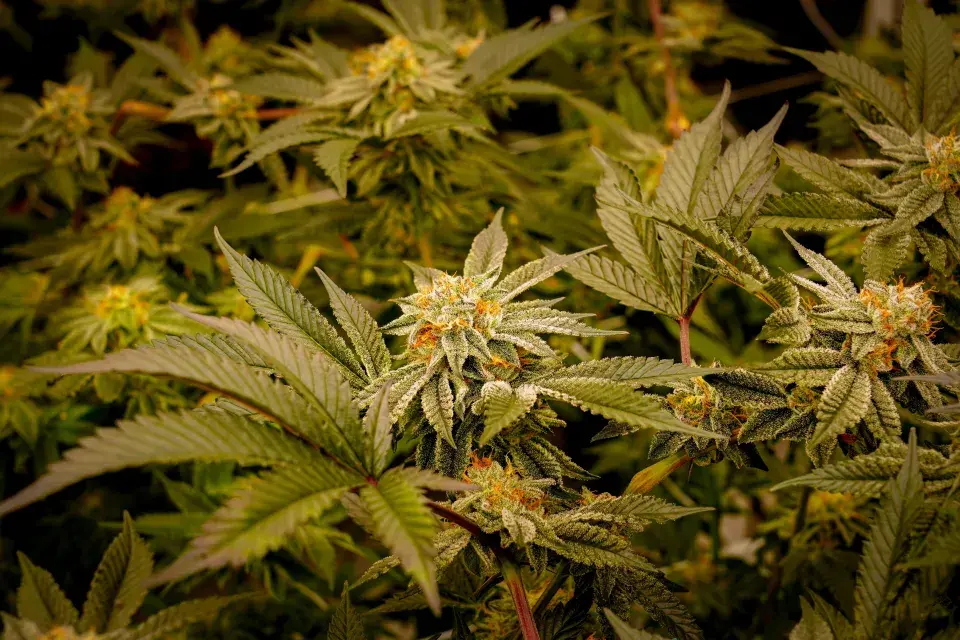 Rostliny se pěstují na výrobu přírodních vláken, ze kterých se vyrábí textilie pro naše oblečení