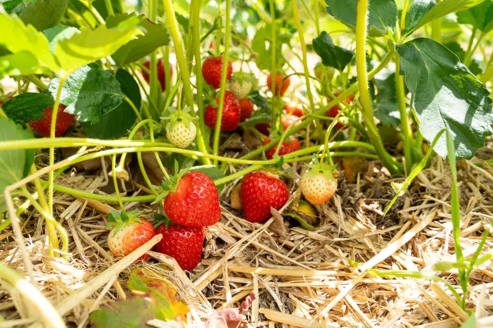 Jak se starat o jahody