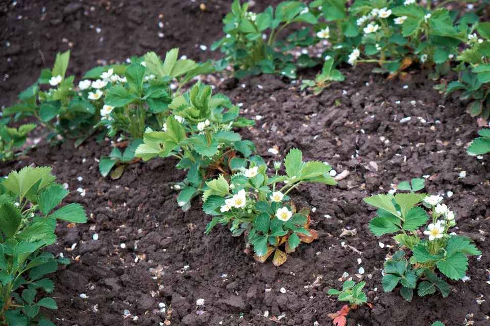 Jak se starat o jahody