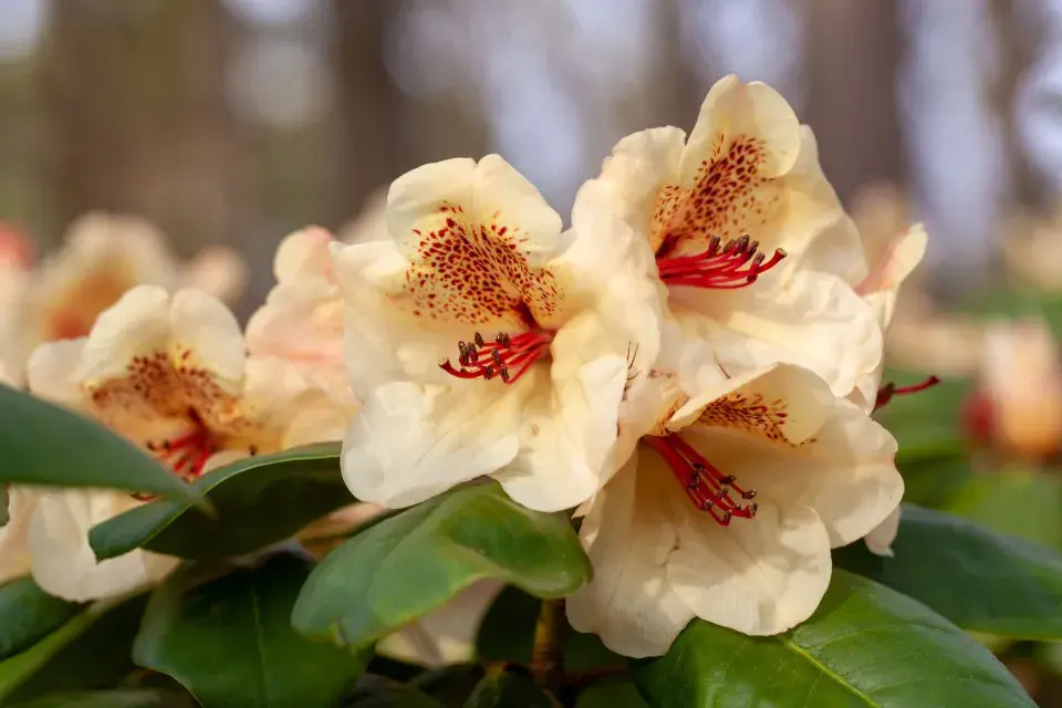 rododendron yakushimanum hybridy