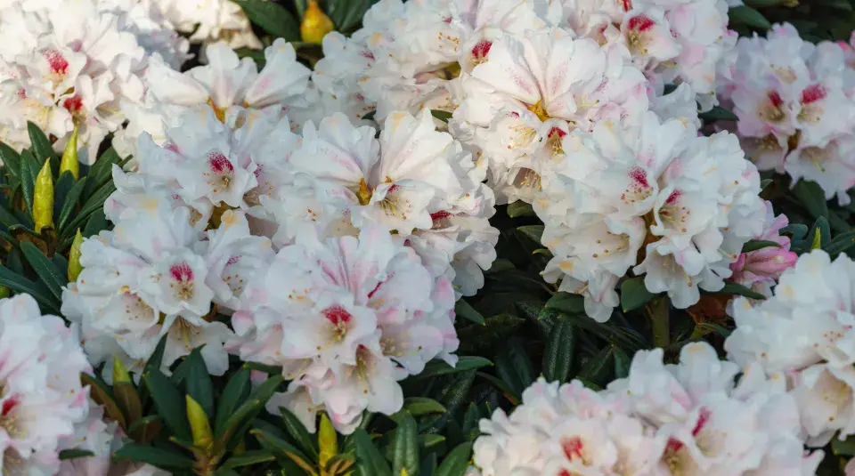 rododendron yakushimanum hybridy