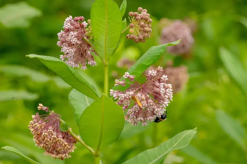 Klejicha hedvábná (Asclepias syriaca)
