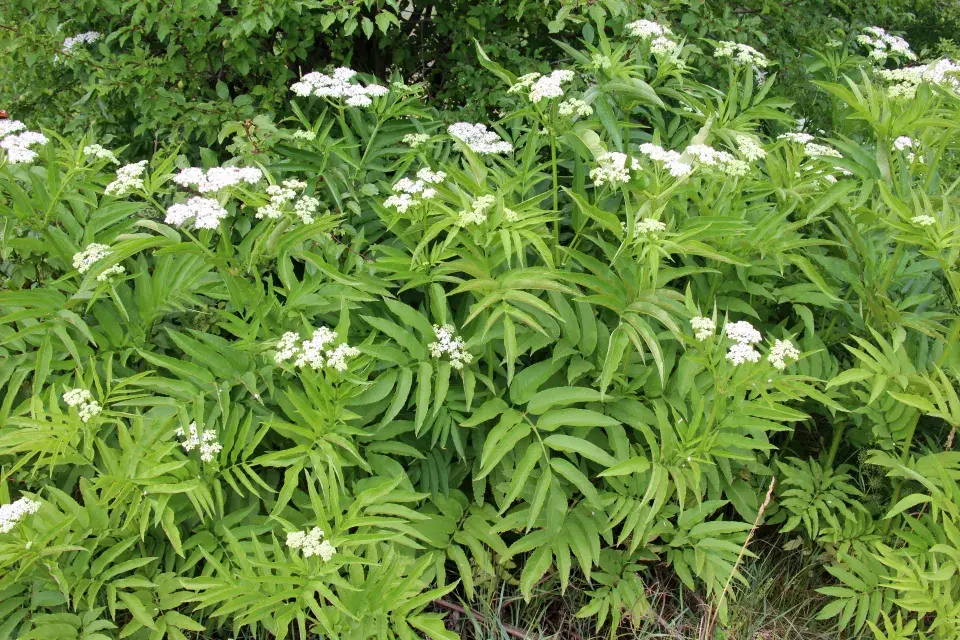 bez chebdí celá rostlina