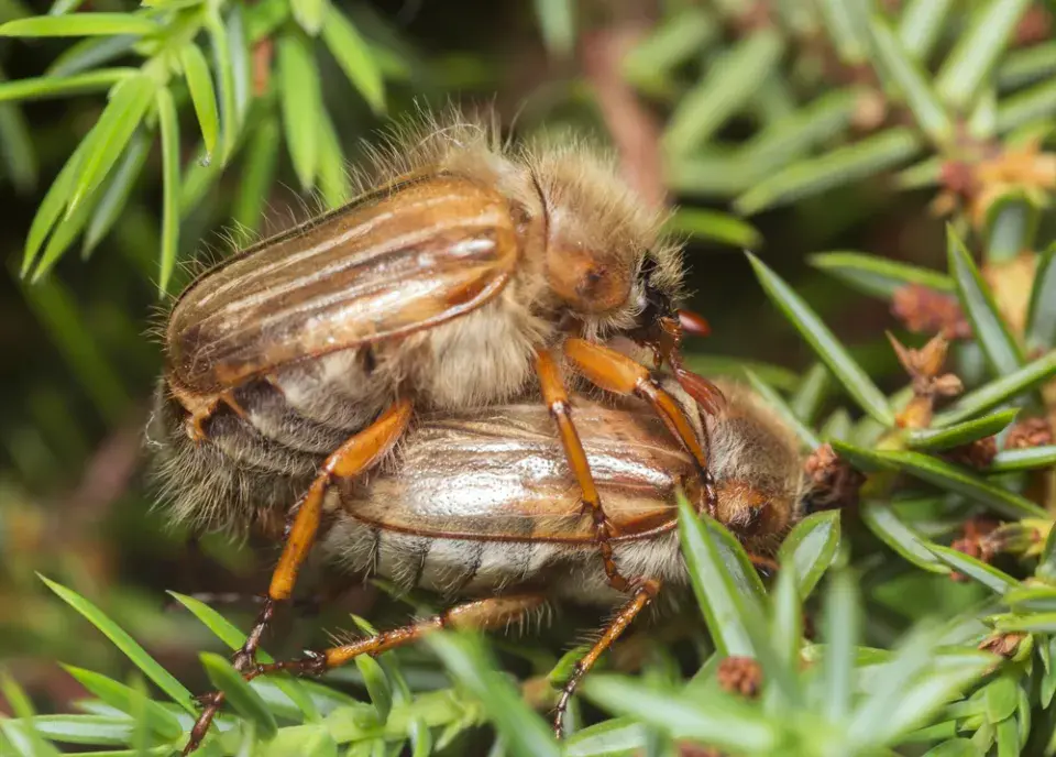 Chroustek letní (Amphimallon solstitiale)
