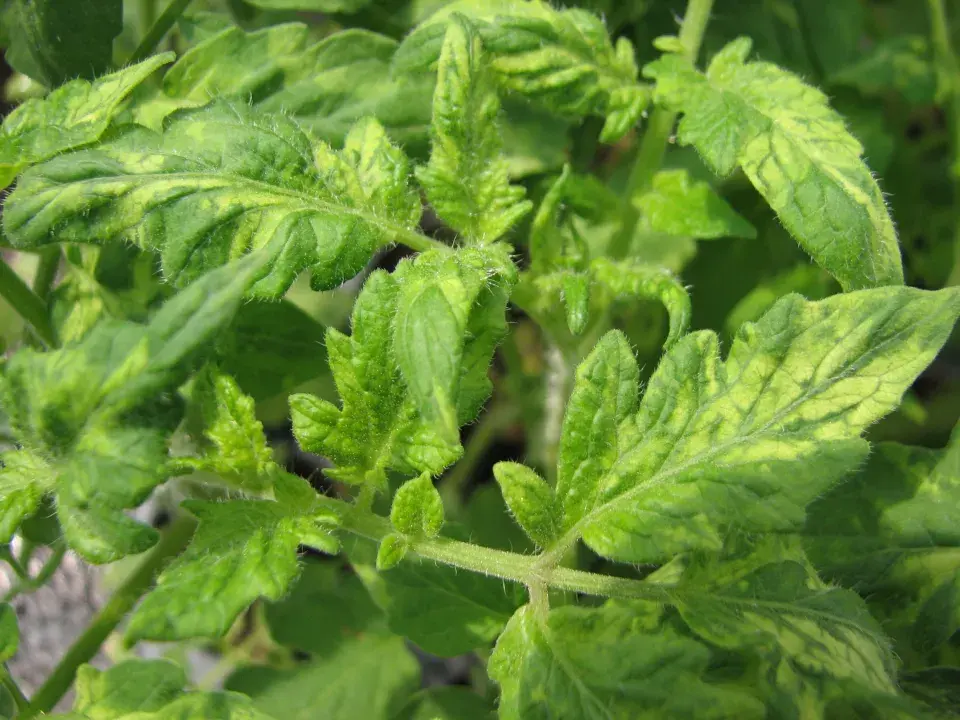 Virové onemocnění mozaika je způsobeno virem mozaiky okurky (Cucumber mosaic virus - CMV).