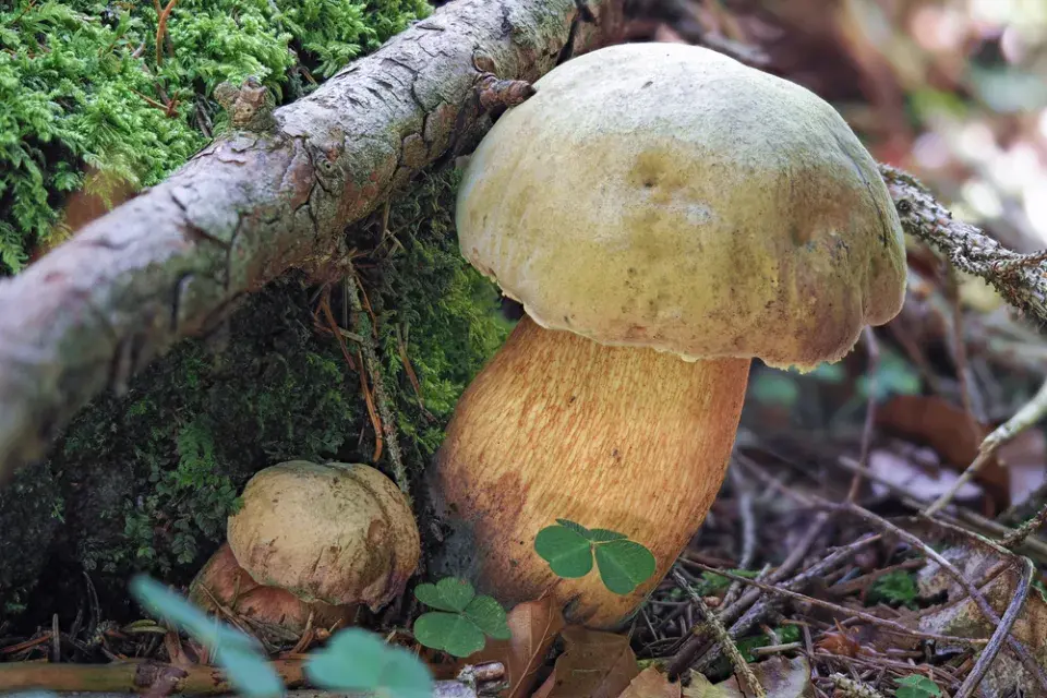 Hřib koloděj (Suillellus luridus, dříve Boletus luridus)