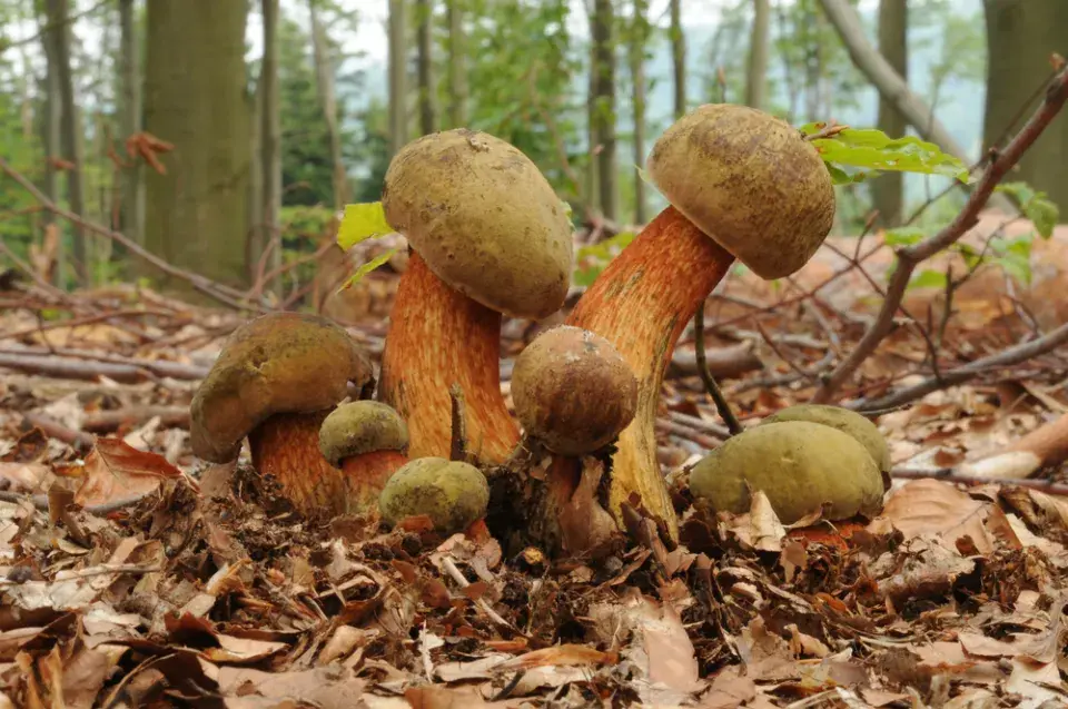 Hřib koloděj (Suillellus luridus, dříve Boletus luridus)