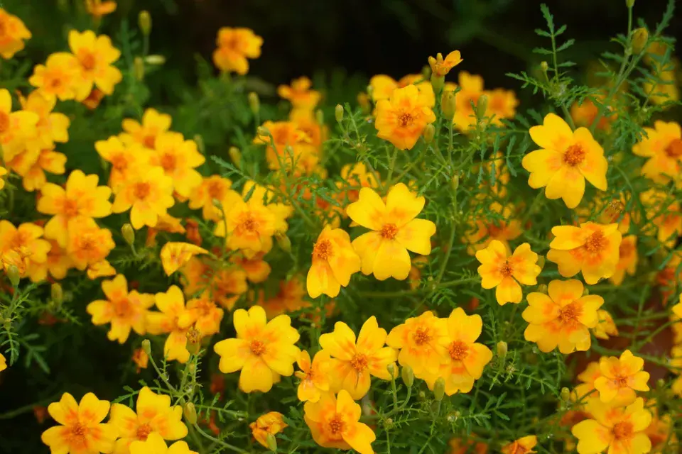 Aksamitník (Tagetes tenuifolia)