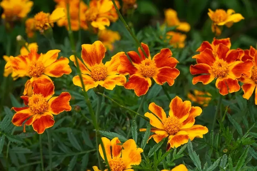 Aksamitník (Tagetes tenuifolia)