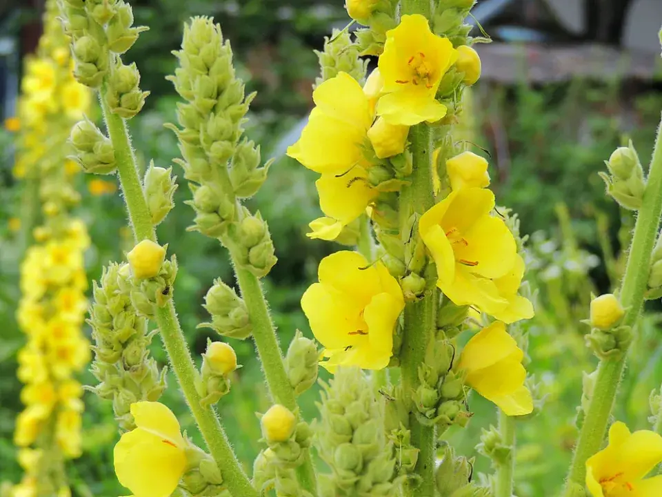 Divizna velkokvětá (Verbascum densiflorum)