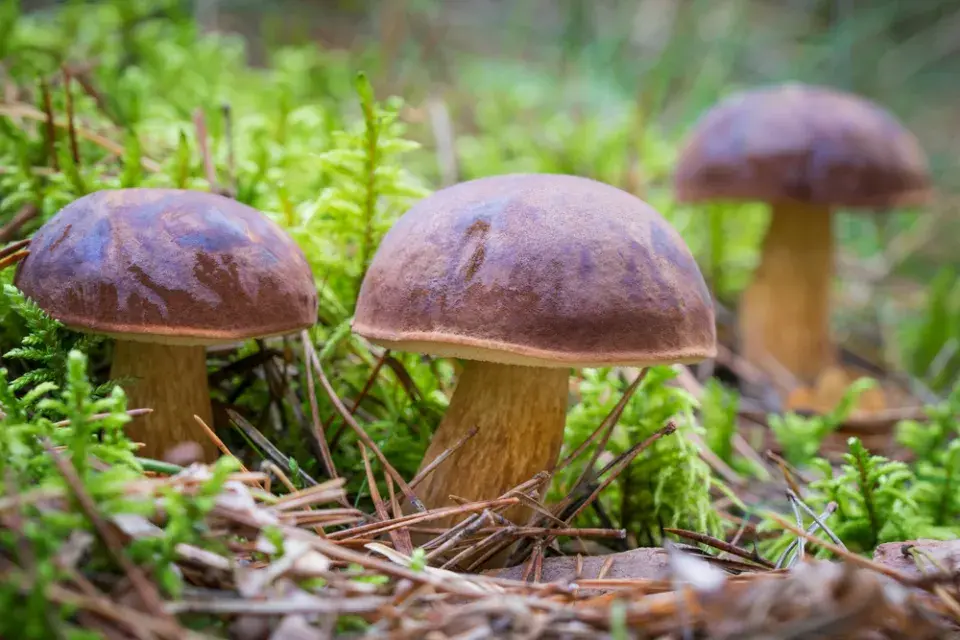 Hřib hnědý (Xerocomus badius)