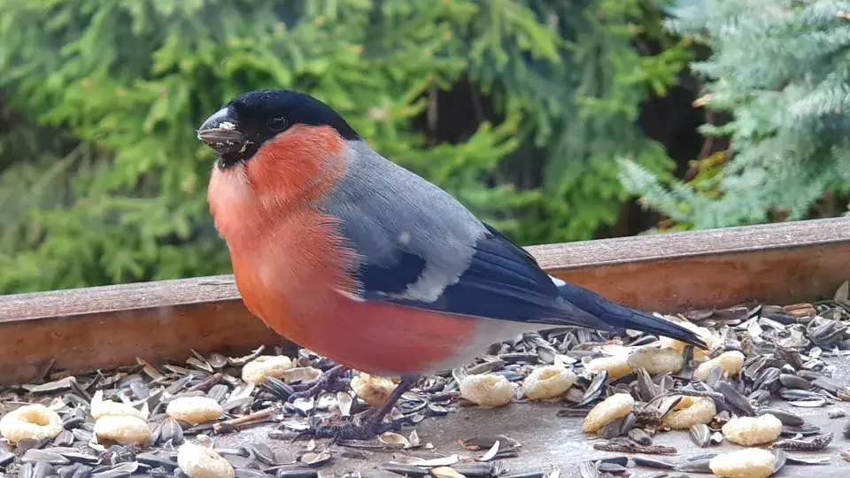 Na návštěvě zahrady u horolezce Radka Jaroše