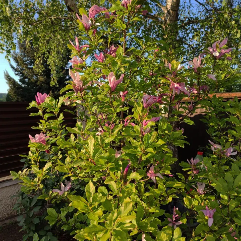 Zahrada Heleny Vondráčkové je oázou klidu a pohody