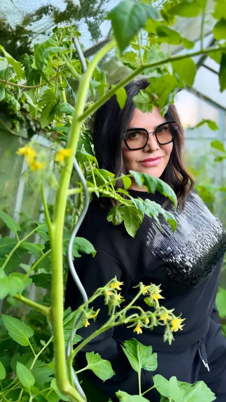 Okurky nakladačky mají v červenci sezonu sběru a zavařování