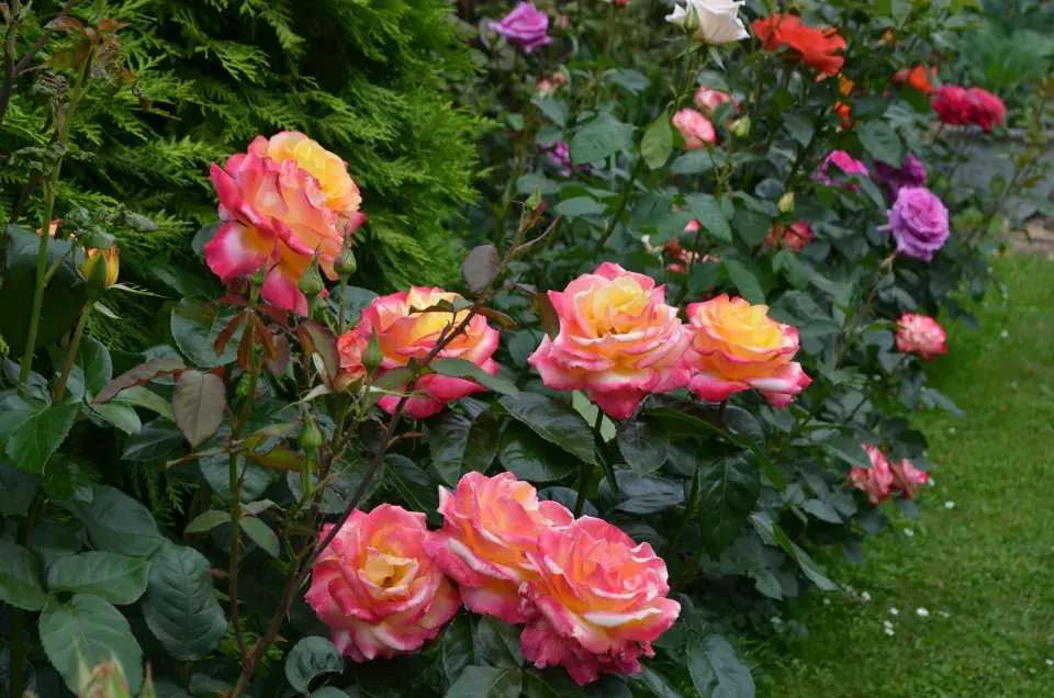 Správnou péčí o růže v polovině léta prodloužíte jejich květenství až do podzimu