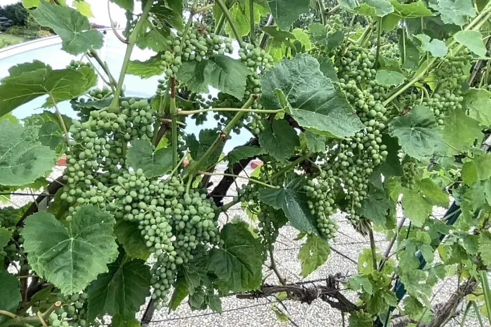 V červenci je nutné pečlivě se starat o vinnou révu, abychom měli kvalitní úrod