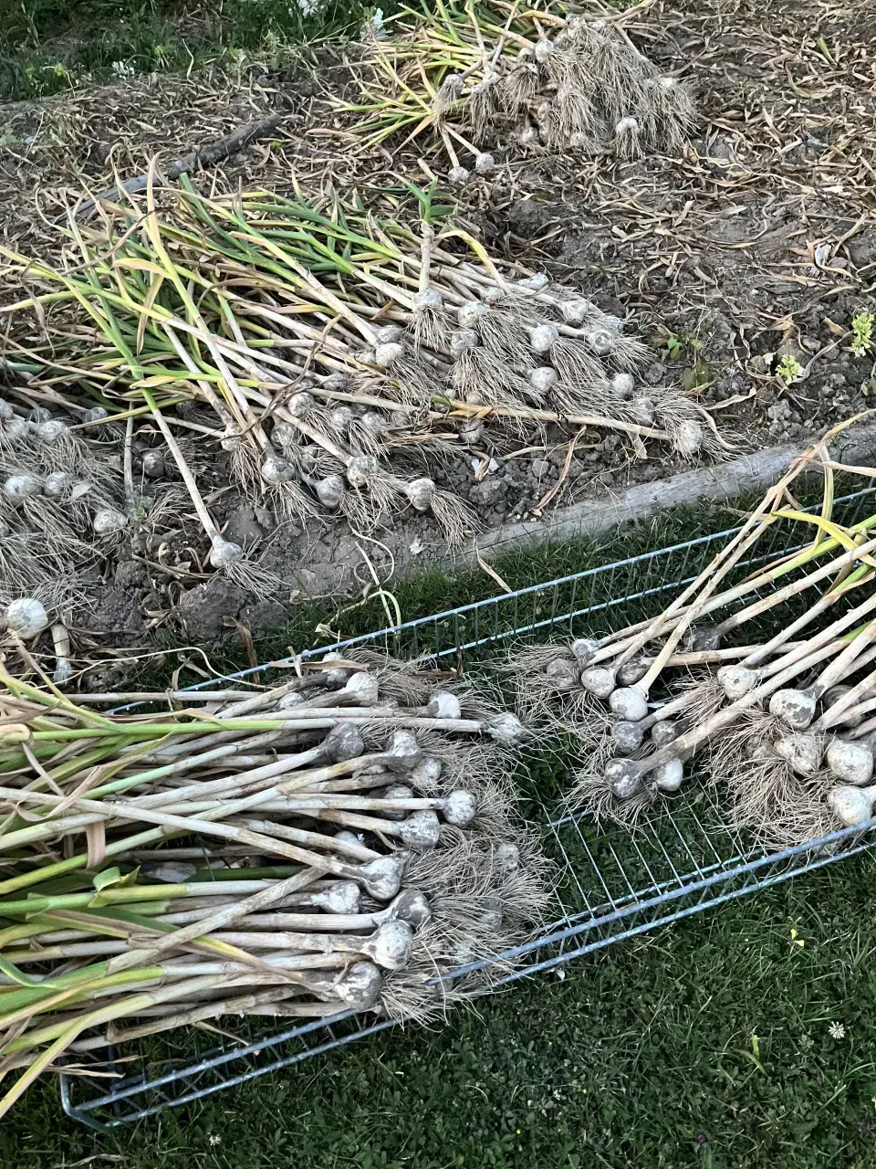 Sklizeň a sušení česneku nepodceňte