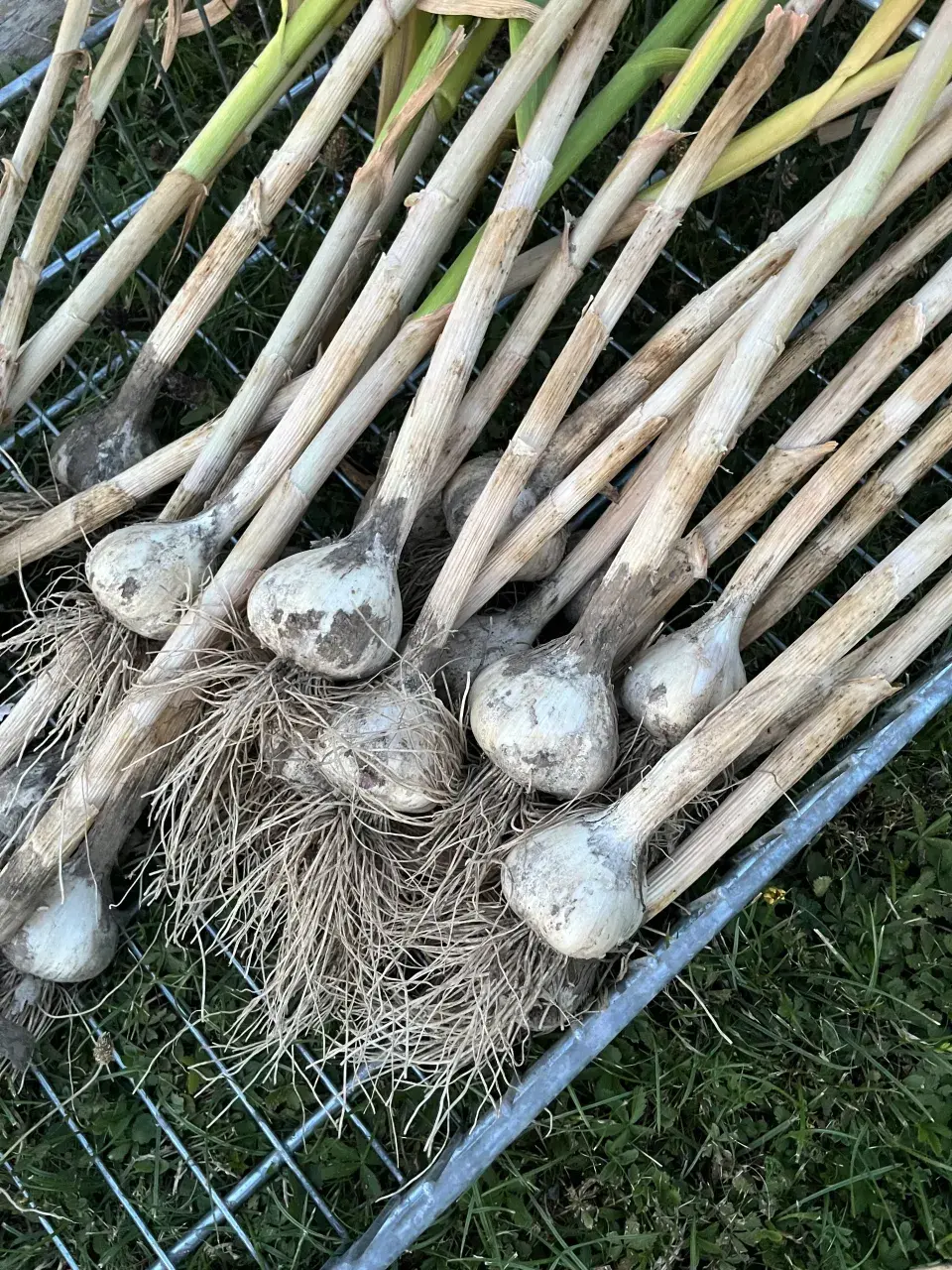 Sklizeň a sušení česneku nepodceňte